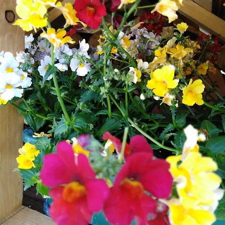 Ai Sassi Bed & Breakfast Sovramonte