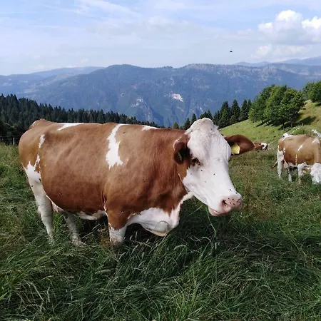Ai Sassi Sovramonte